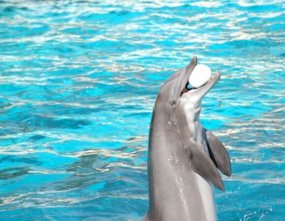 Dive into Fun:  Exploring Dubai Dolphinarium’s Spectacular Shows