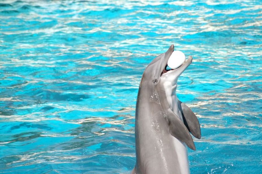 Dubai Dolphinarium