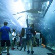 Attractions at Dubai Mall Aquarium