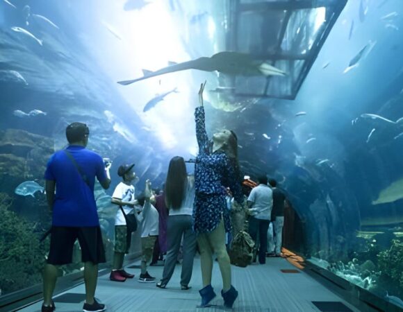 Must-See Attractions at Dubai Mall Aquarium and Underwater Zoo