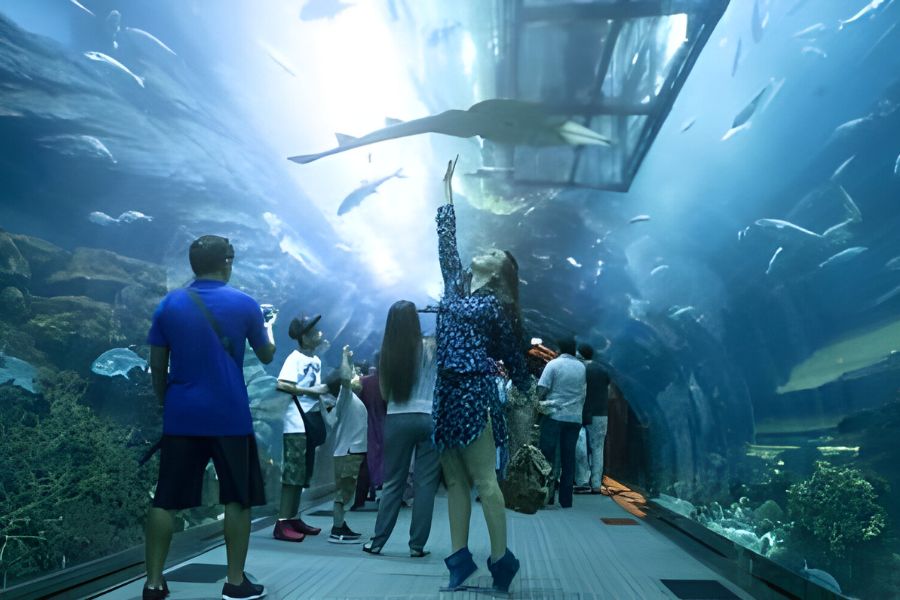 Attractions at Dubai Mall Aquarium