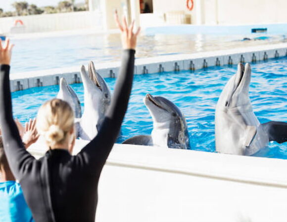 Everything You Need to Know About the Dolphin Show in Dubai