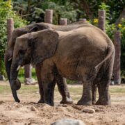 Inside Dubai Safari Park