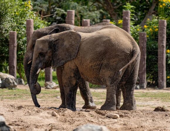 Top Attractions Inside Dubai Safari Park You Shouldn’t Miss