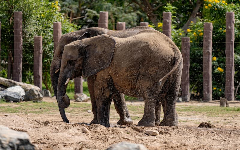 Inside Dubai Safari Park