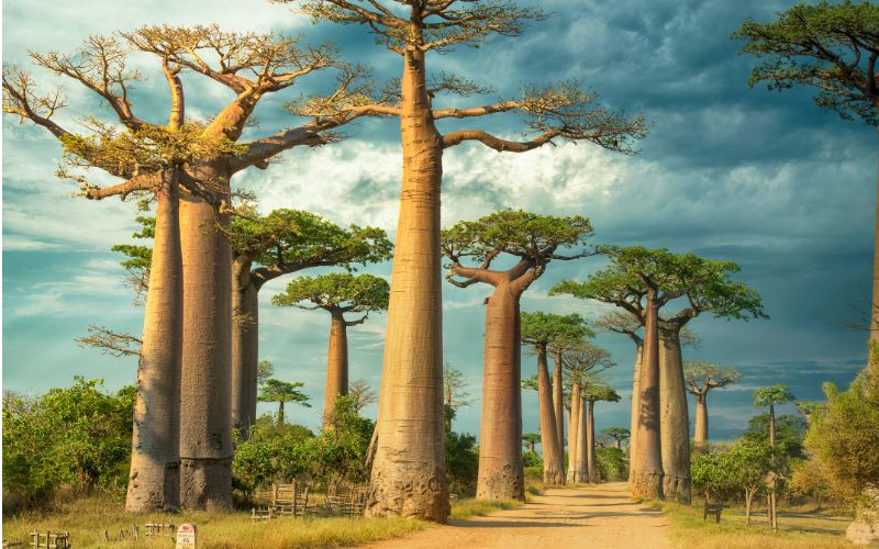 Places to Visit in Madagascar