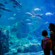 under water zoo dubai