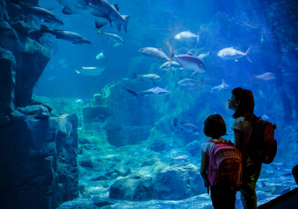 A Family Guide to Visiting Dubai Aquarium & Underwater Zoo