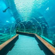 Dubai Mall Aquarium Tickets