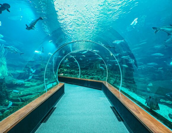 Dubai Mall Aquarium Tickets: Best Options for Every Visitor 2025
