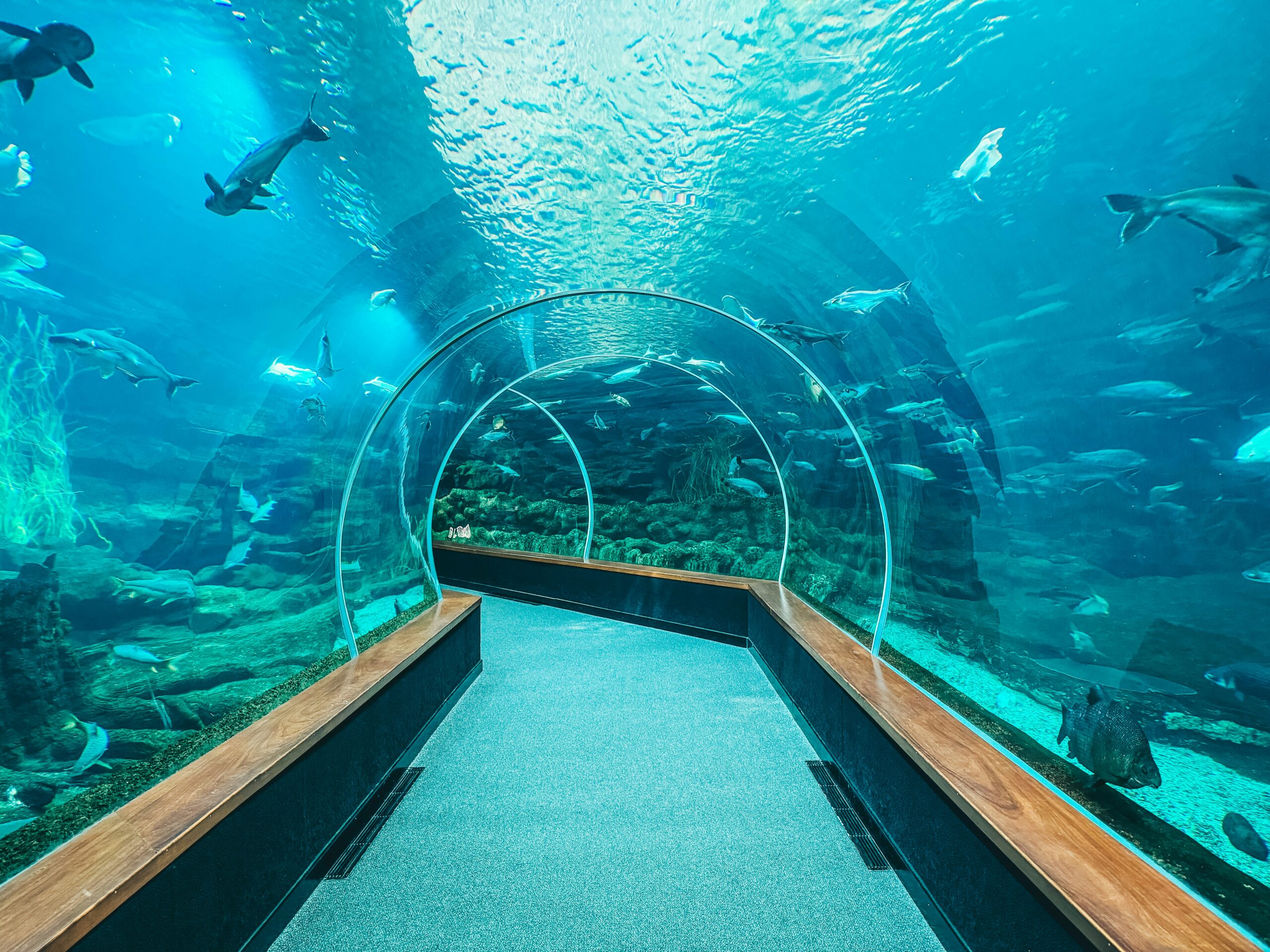 Dubai Mall Aquarium Tickets