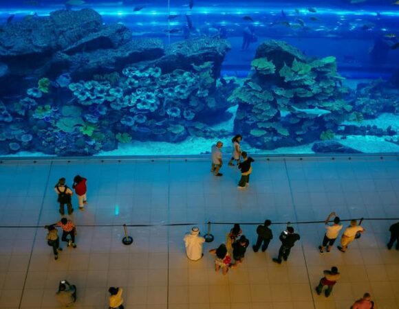 Dubai Mall Aquarium vs. Other Aquariums in the UAE: Which Is Better?