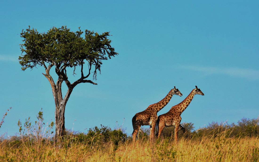 Travel Advice to have a memorable South Africa Tour