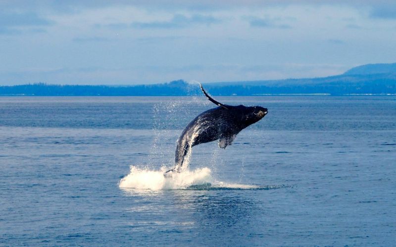 Whale Watching Kaikoura