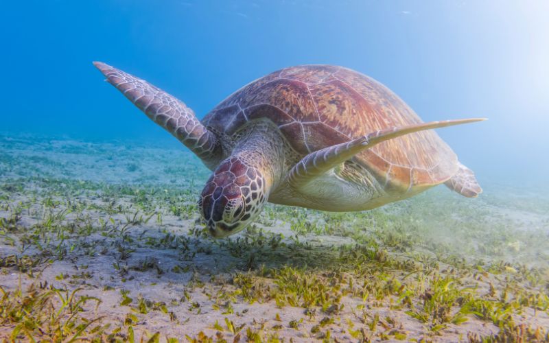 Marsa Alam The Unspoilt Red Sea Paradise