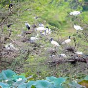 Bird-Watching in Sri Lanka