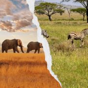 Kenya Safari vs Tanzania Safari