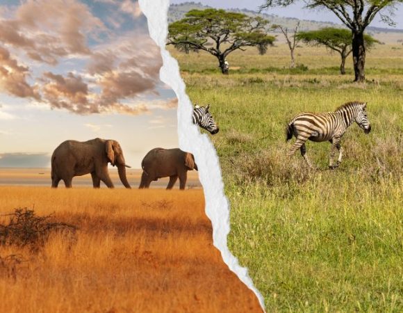 Kenya Safari vs Tanzania Safari: Which One Should You Choose?