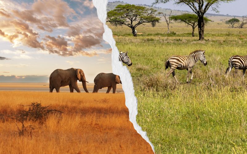 Kenya Safari vs Tanzania Safari